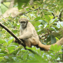 Macaco muriqui, em risco de extinção, foge de instituto em MG - Divulgação/Muriqui Instituto de Biodiversidade