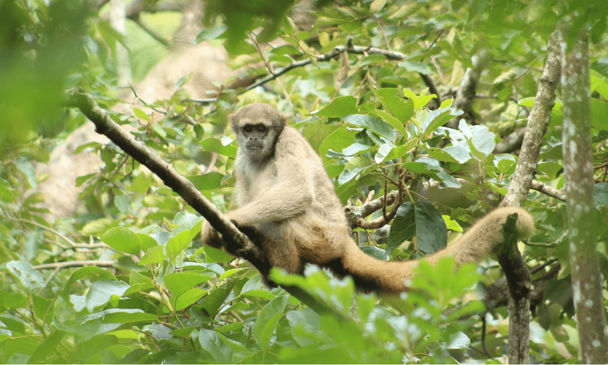 Macaco muriqui, em risco de extinção, foge de instituto em MG