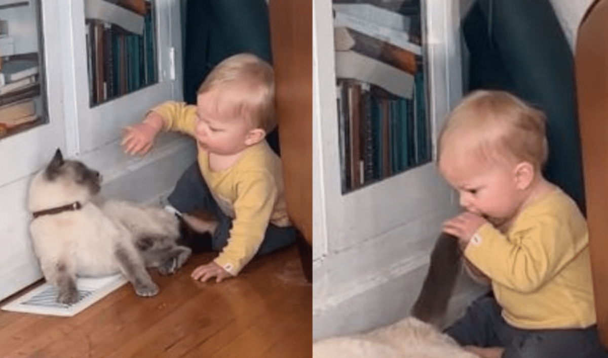 Bebê revida mordida de gato e viraliza na web