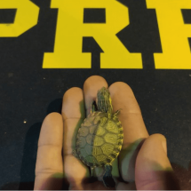 MG: PRF resgata mais de 700 filhotes de tartaruga dentro de caixa de papelão - PRF/Divulgação