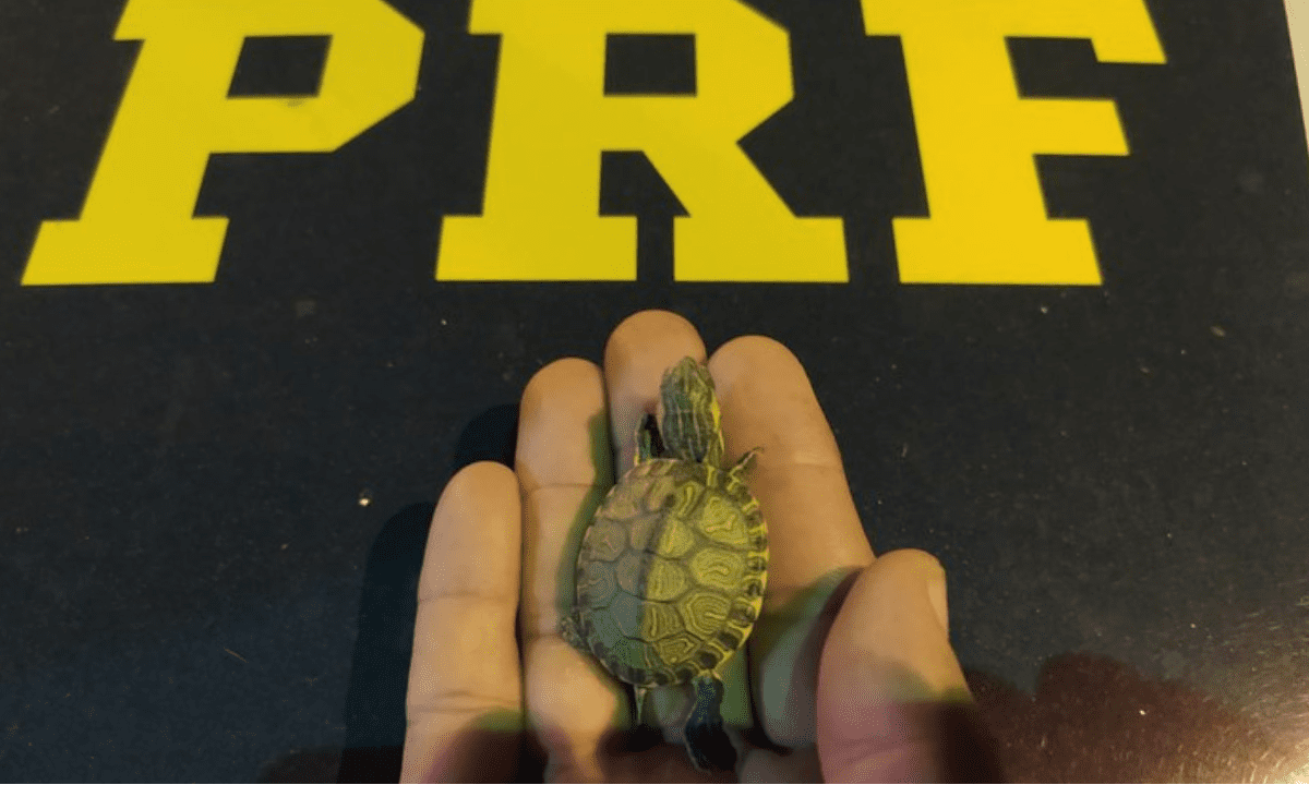 MG: PRF resgata mais de 700 filhotes de tartaruga dentro de caixa de papelão