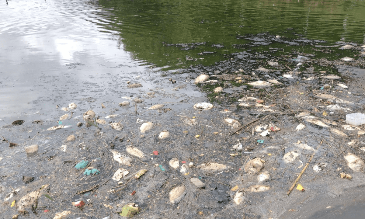 PBH notifica Copasa pela morte de peixes na Lagoa da Pampulha 