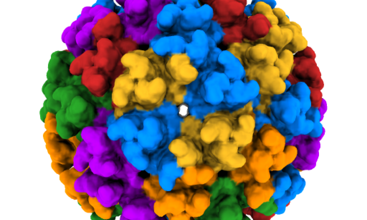 Criomicroscopia eletrônica do vírus chikungunya, endêmico no Brasil há mais de uma década -  (crédito: NH 3D/Divulgação)