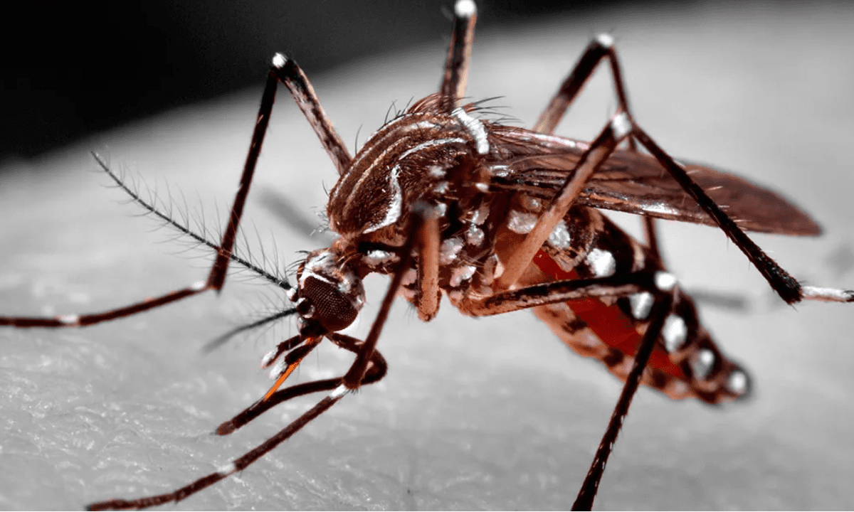 Mais de 3 mil casos de dengue foram confirmados em BH em uma semana -  (crédito: James Gathany/CDC-HHS)