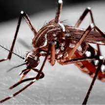 Dengue em BH: Três regiões somam metade dos casos da doença - James Gathany/CDC-HHS