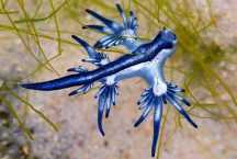 'Veja, mas não toque': os raros 'dragões azuis' que estão invadindo praias nos EUA