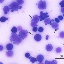 Toxina do veneno da cascavel induz célula de defesa a combater o câncer - Camila Lima Neves/Instituto Butantan 