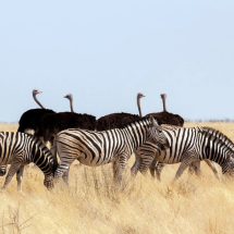 Como a natureza desenvolveu relações entre animais de espécies diferentes - Getty Images