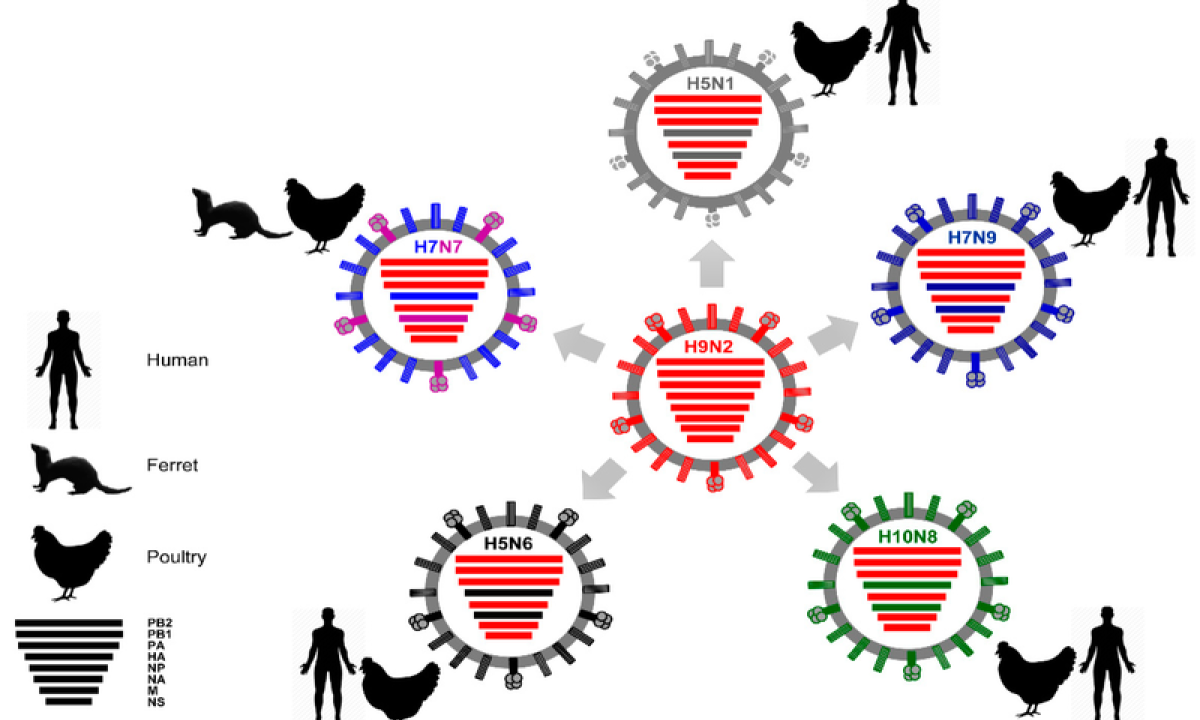  Organização Mundial da Saúde (OMS) detectou pela primeira vez o vírus H5N1, da gripe aviária, em 'concentrações muito elevadas' no leite cru -  (crédito:  Wikimedia Commons)
