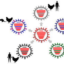 Pela primeira vez, OMS detecta vírus da gripe aviária em leite cru -  Wikimedia Commons