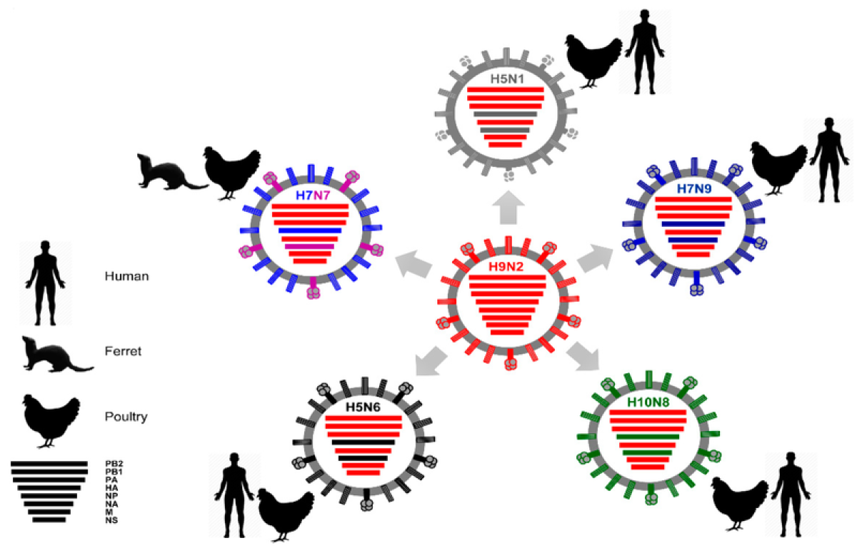 Pela primeira vez, OMS detecta vírus da gripe aviária em leite cru
