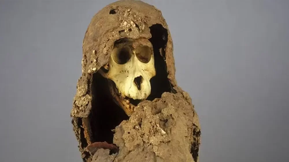 WebStories: DNA de múmias de babuínos traz pistas de reino africano perdido