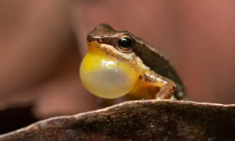 Conheça o Sapo Foguetinho, espécie arisca do Cerrado brasileiro -  Divulgação Instituto Boitatá