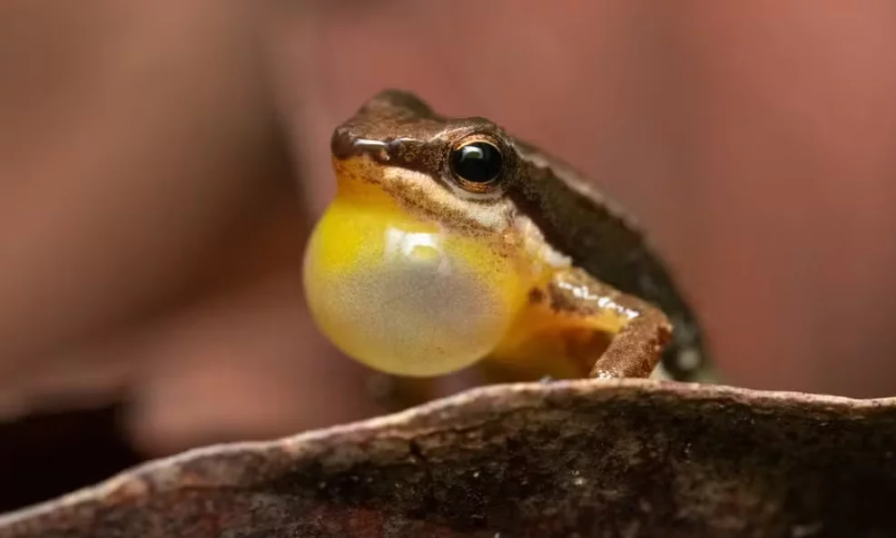 Conheça o Sapo Foguetinho, espécie arisca do Cerrado brasileiro