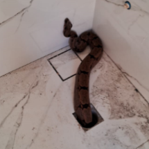 Serpente de 1,5 metro é capturada ao sair do ralo do banheiro - CBMGO/Divulgação
