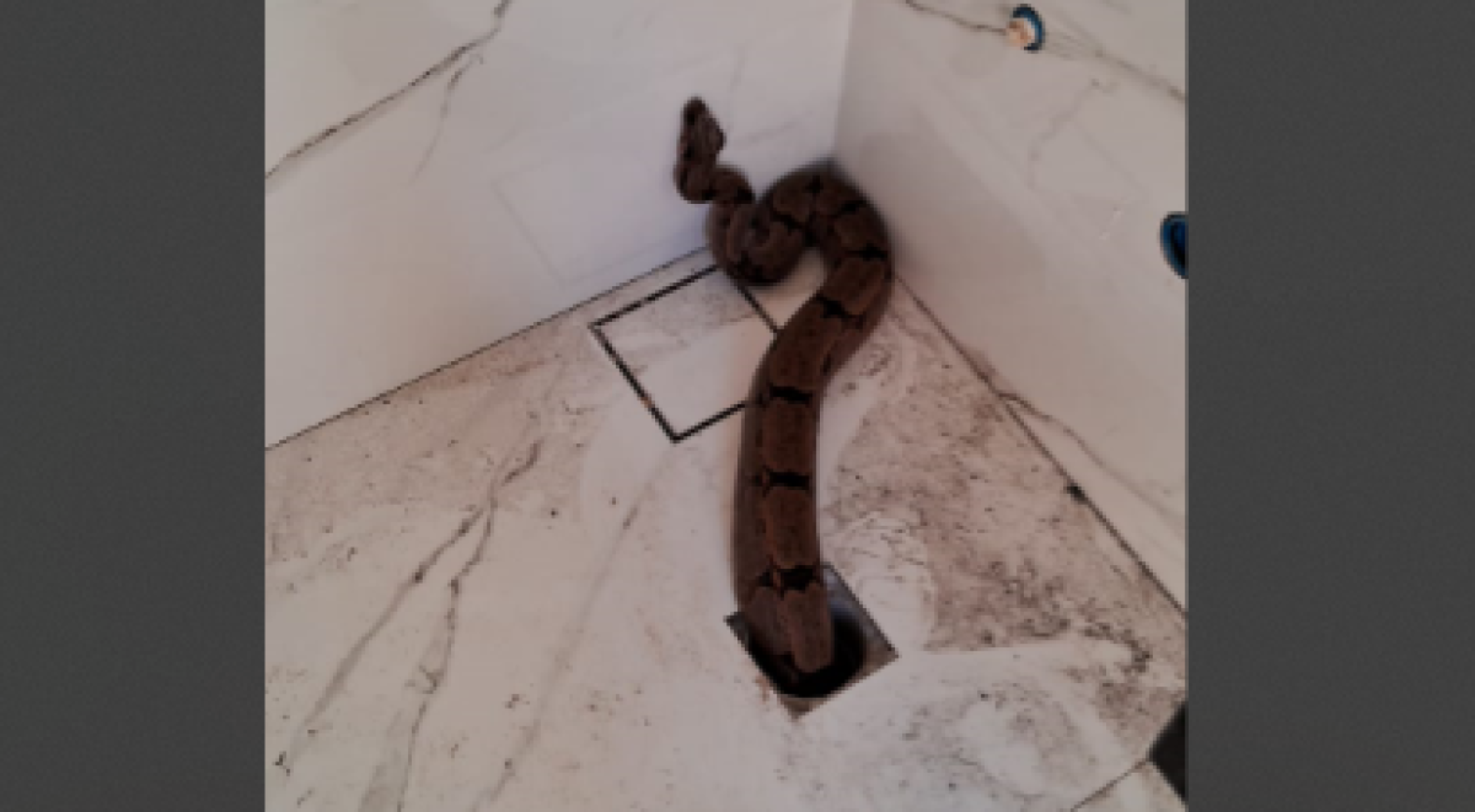 Serpente de 1,5 metro é capturada ao sair do ralo do banheiro