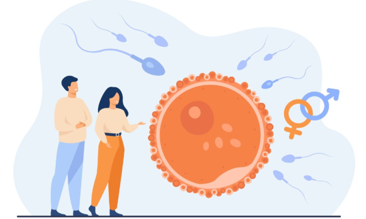 O número de ciclos anuais realizados para congelamento de óvulos entre mulheres abaixo dos 35 anos cresceu 49% entre 2020 e 2023 no Brasil -  (crédito: pch.vector/FreePik)