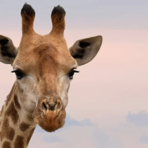 Girafa agarra bebê de 2 anos durante passeio em safári - Pexels