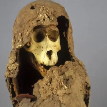 WebStories: DNA de múmias de babuínos traz pistas de reino africano perdido