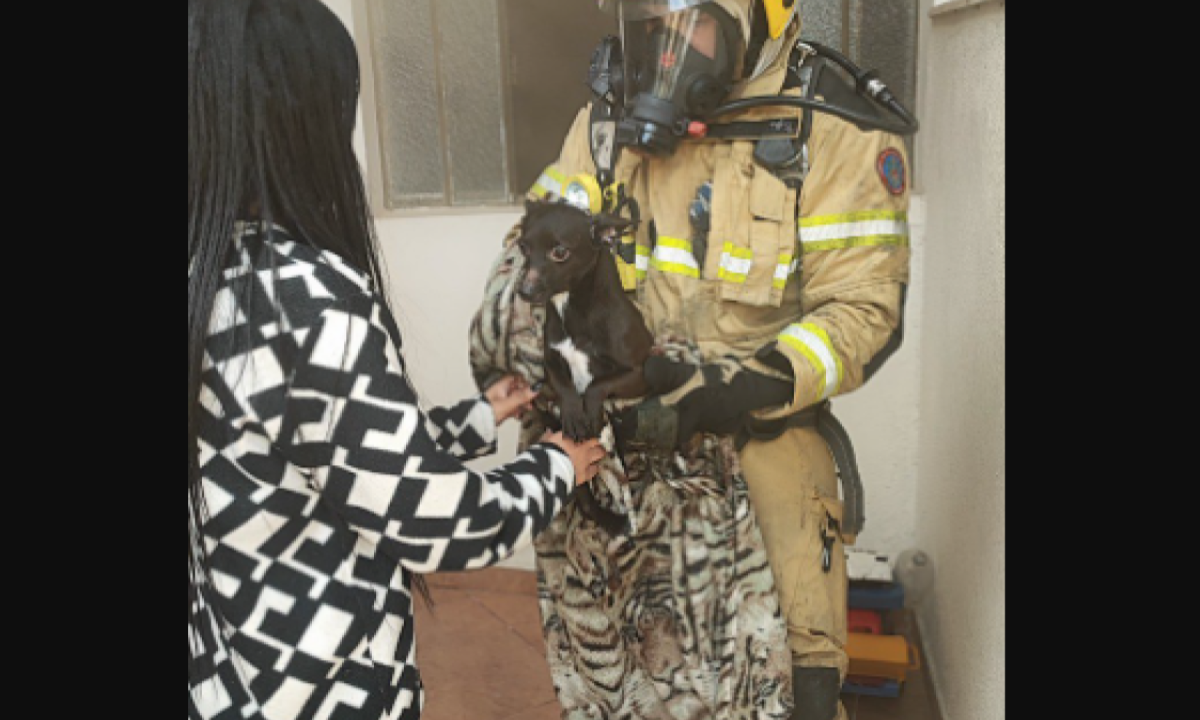 Cão que foi resgatado pelos bombeiros -  (crédito: CBMMG/Divulgação)