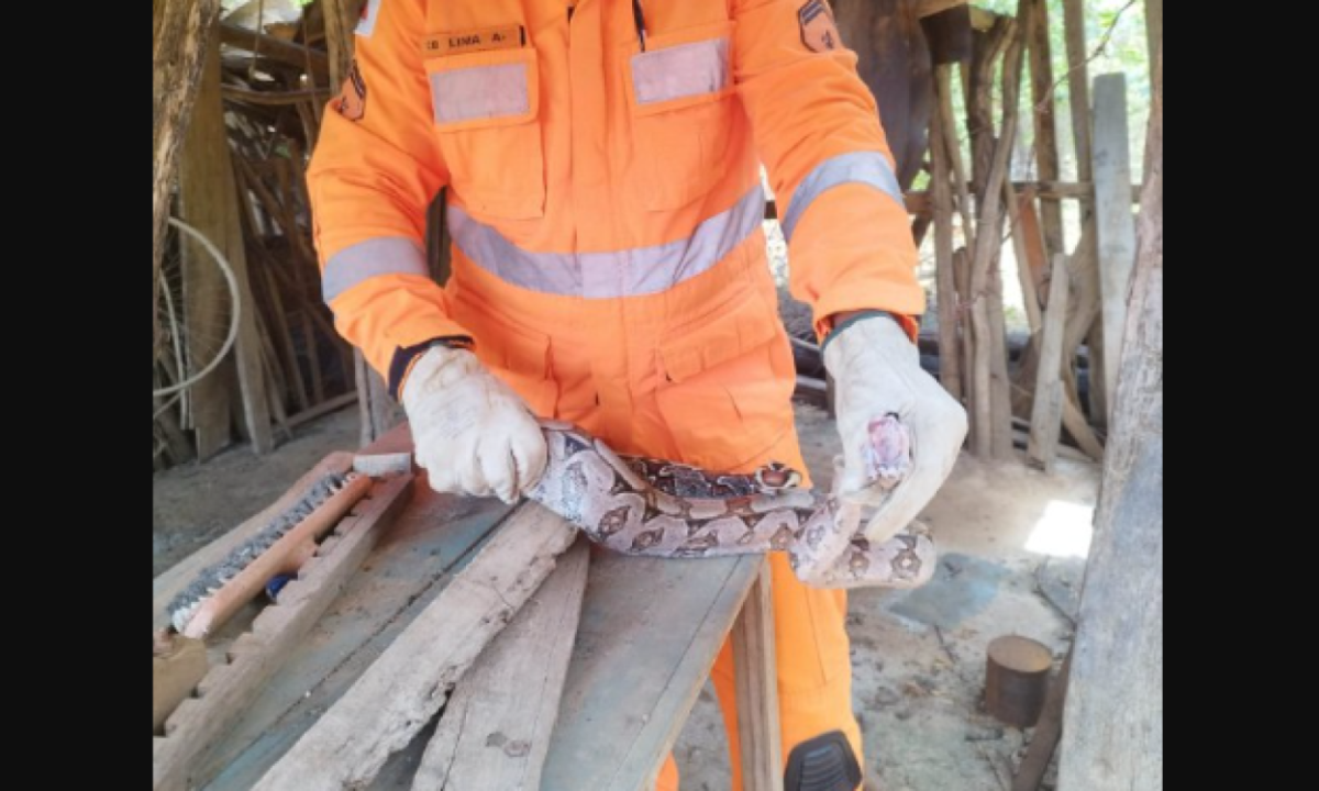 Serpente capturada pelos bombeiros em galinheiro -  (crédito: CBMMG/Divulgação)