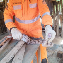 Jiboia de mais de 1m é encontrada em galinheiro no interior de Minas - CBMMG/Divulgação