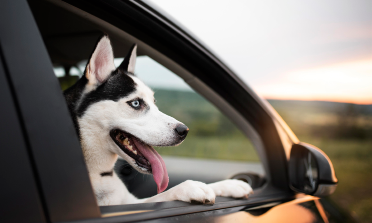 82% dos brasileiros preferem viajar acompanhados de seus animais de estimação -  (crédito: FreePik)