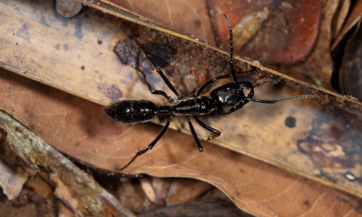 Mulher foi mordida por uma formiga-bala em uma piscina de bolinhas
 -  (crédito: Flickr / reprodução)