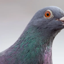 Por que tanta gente odeia pombos? - BBC