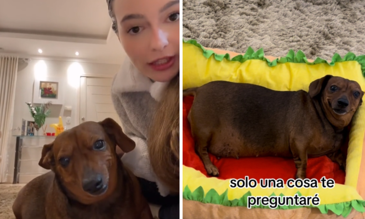 Didi Cupuaçu, cadelinha famosa no TikTok, faleceu ontem -  (crédito: Reprodução / TikTok)