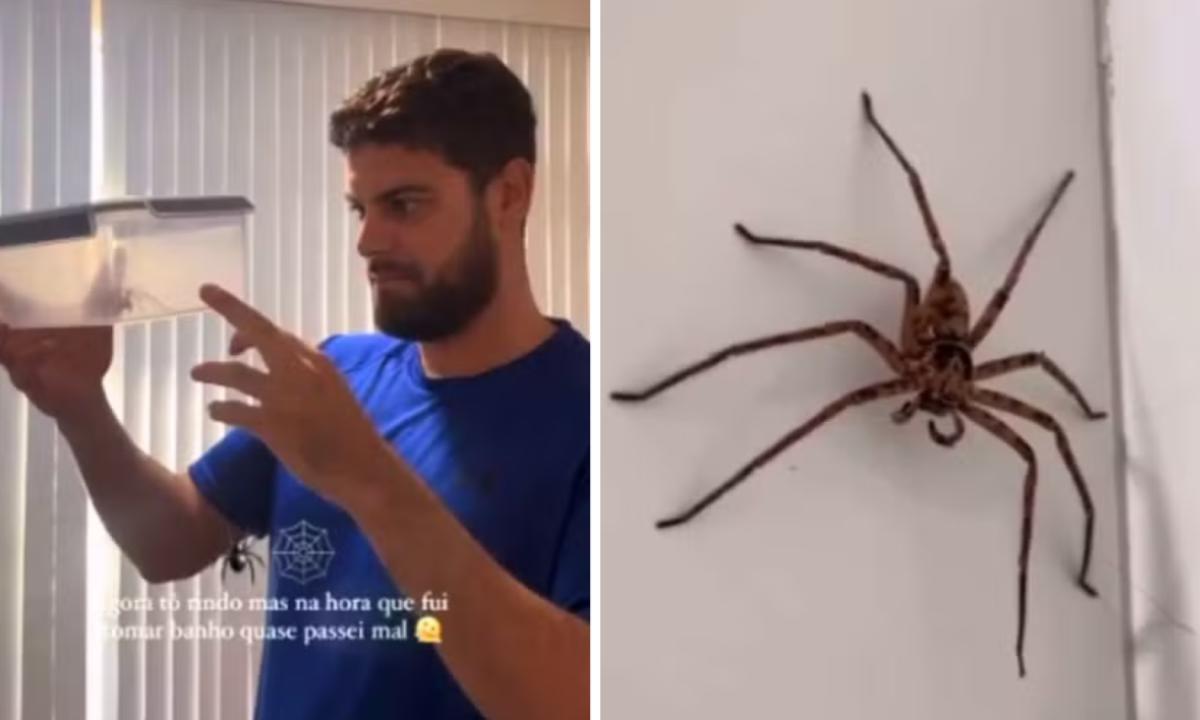 Casal conseguiu libertar a aranha após o susto -  (crédito: Reprodução / redes sociais)