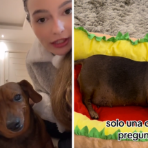 Web lamenta morte de Didi Cupuaçu, cachorrinha famosa do TikTok - Reprodução / TikTok