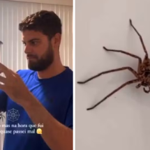 Brasileiros encontram aranha gigante em banheiro e viralizam na web - Reprodução / redes sociais