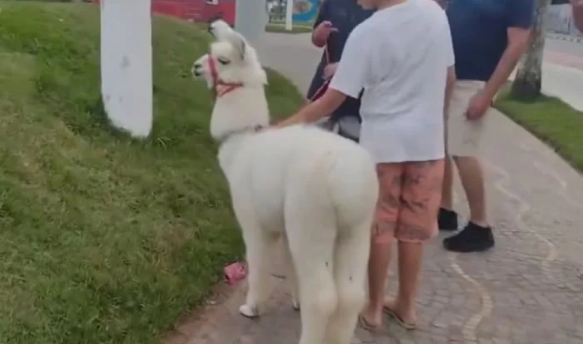 Lhama Giovanni passeia de coleira na praia e viraliza na web; veja imagens