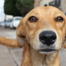 Dia do vira-lata: veja quais famosos adotaram um doguinho - EBC