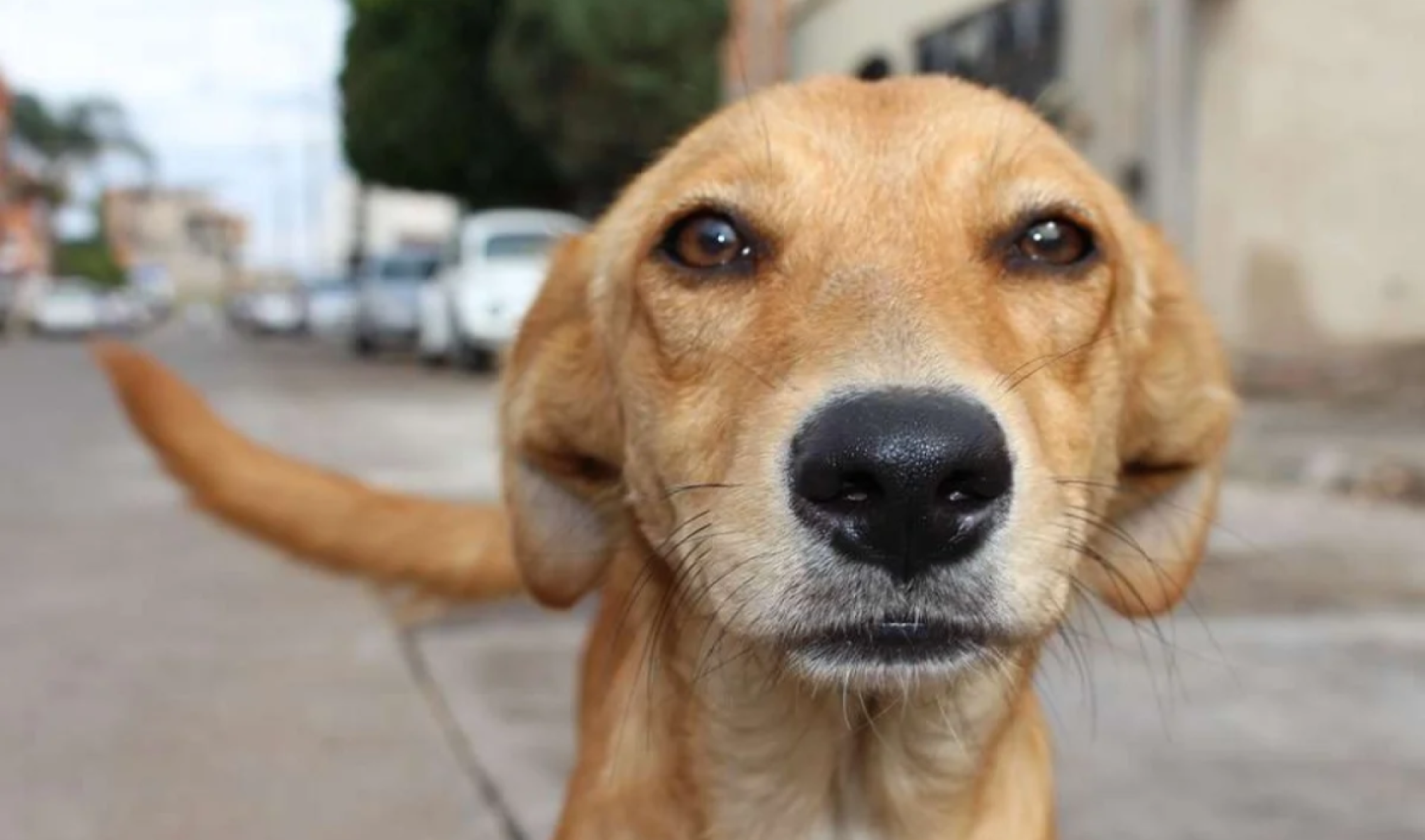 Dia do vira-lata: veja quais famosos adotaram um doguinho