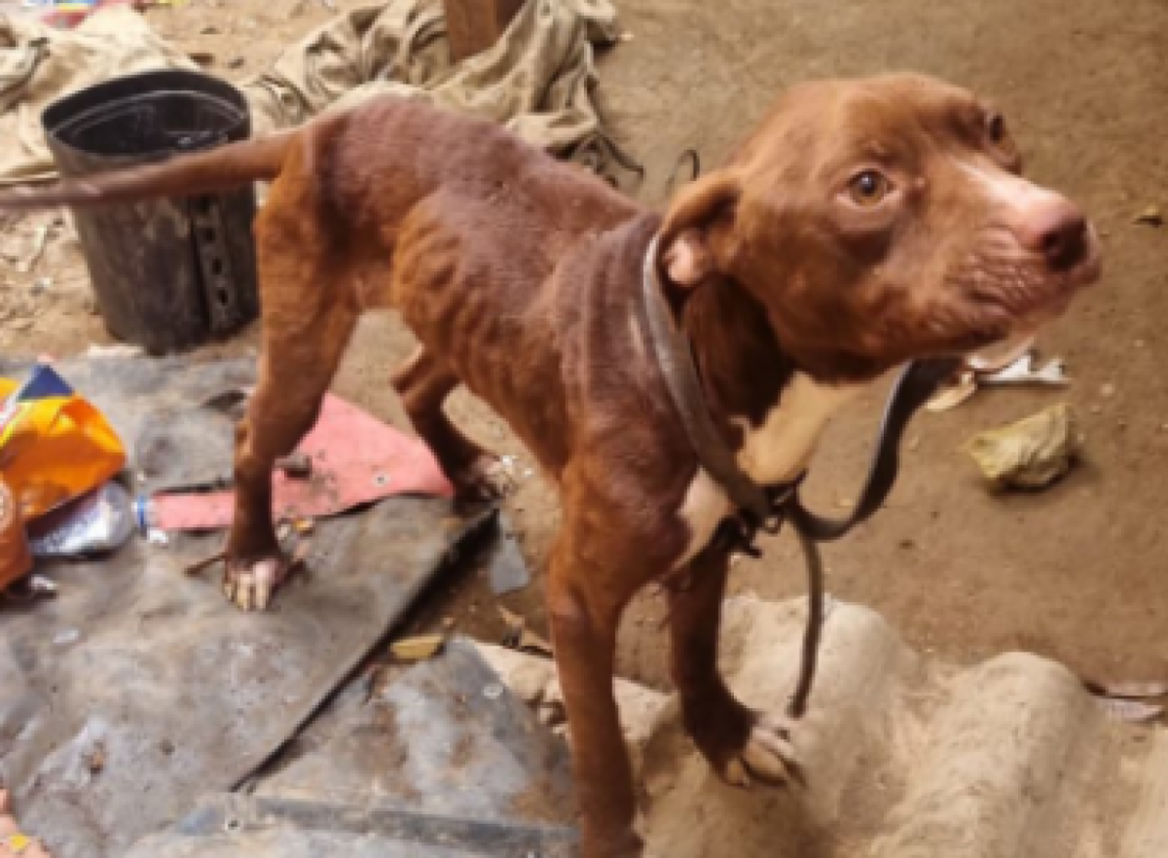 Cão acorrentado, desnutrido e com ferimentos no pescoço é resgatado em BH