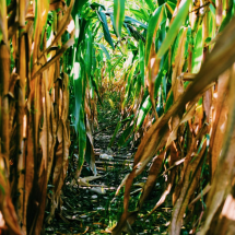 Indústria química contribui para a agricultura sustentável - DINO