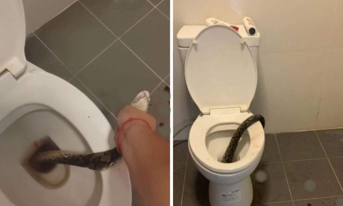 Cobra píton retirada de vaso sanitário -  (crédito: Reprodução /  TikTok)