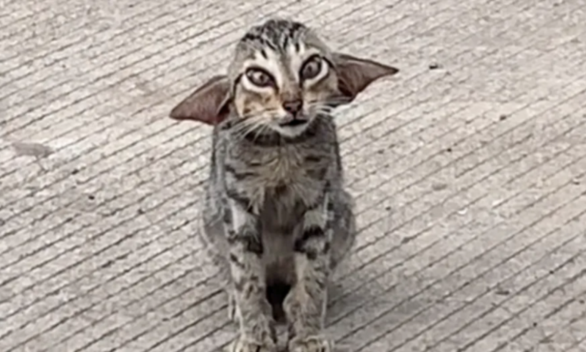 Gatinho se parece com Dobby, do 'Harry Potter' -  (crédito: Reprodução / TikTok)