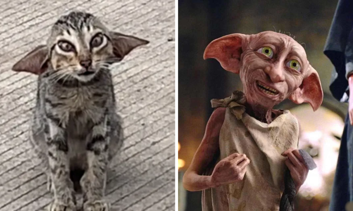 Gatinho que parece com Dobby, de Harry Potter