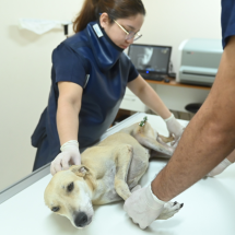 Instituição de ensino em Manaus oferece atendimento aos pets - DINO