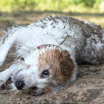 As razões por que cachorros amam rolar no cocô - Getty Images