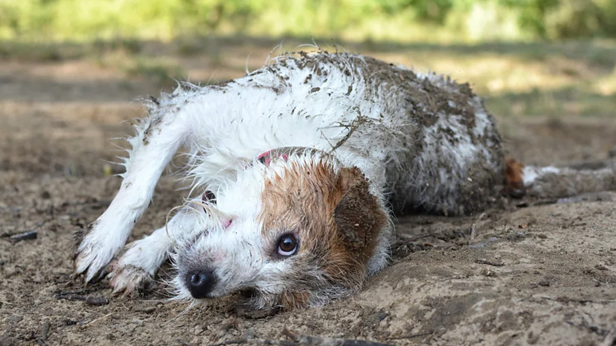 As razões por que cachorros amam rolar no cocô