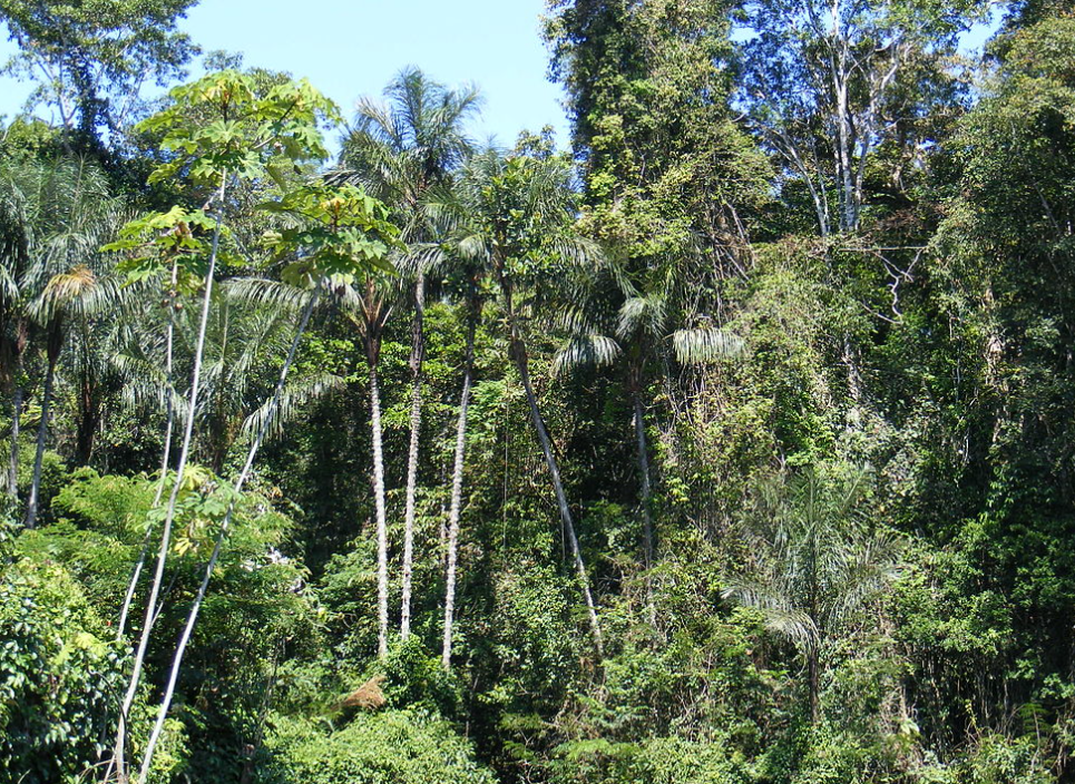 Floresta Amazônica é a segunda maior do mundo; veja ranking