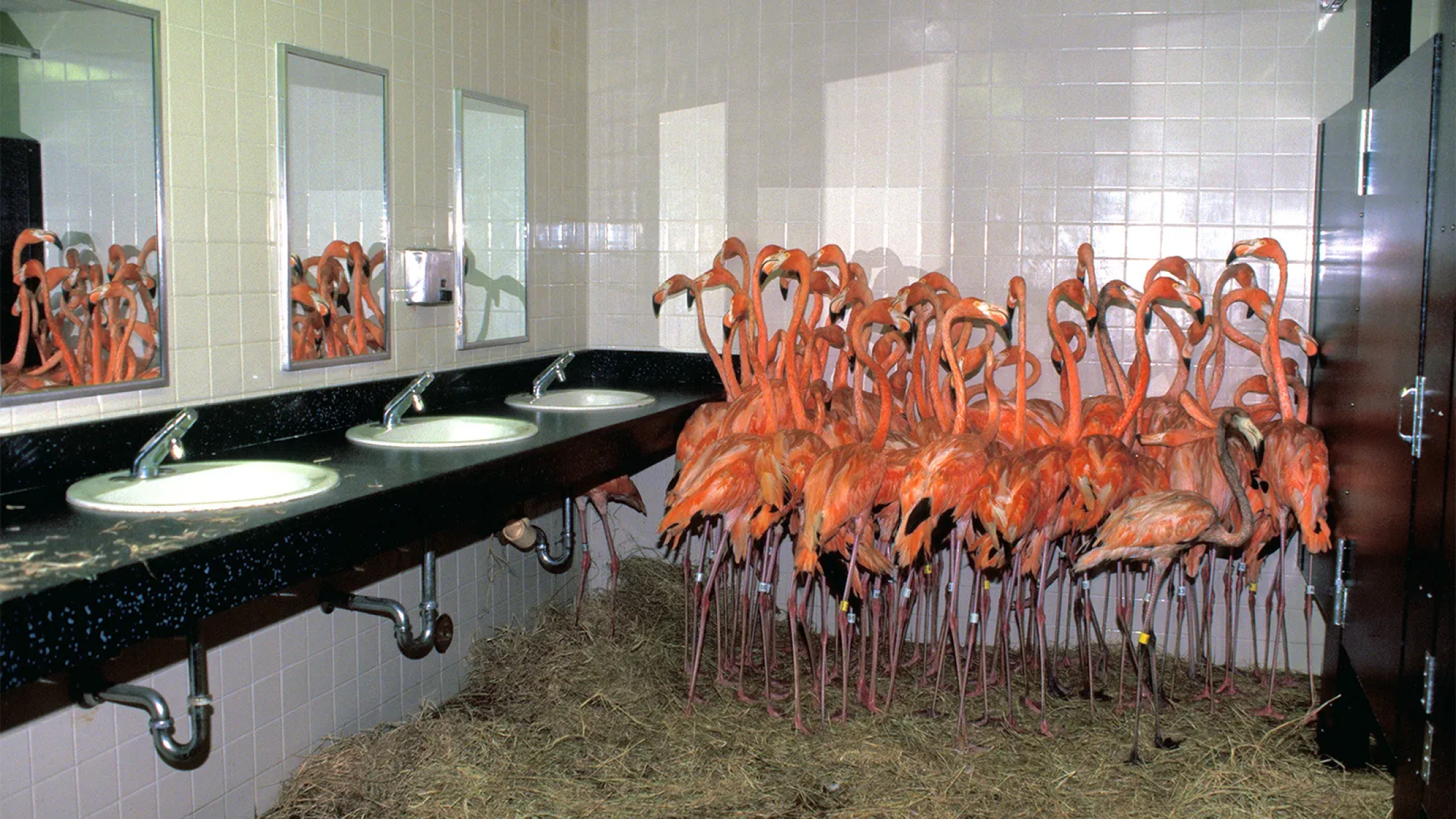 Como os zoológicos protegem os animais de furacões