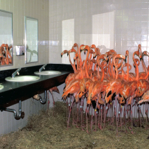 Como os zoológicos protegem os animais de furacões