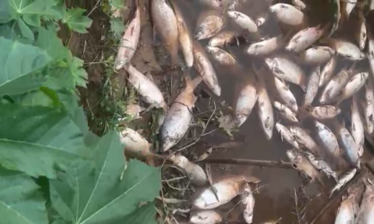 Mortandade de peixes é maximizada em razão das queimadas e longo período de estiagem -  (crédito: Reprodução/Redes sociais)