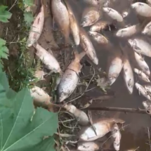 Mortes de peixes no Rio das Velhas assustam moradores - Reprodução/Redes sociais