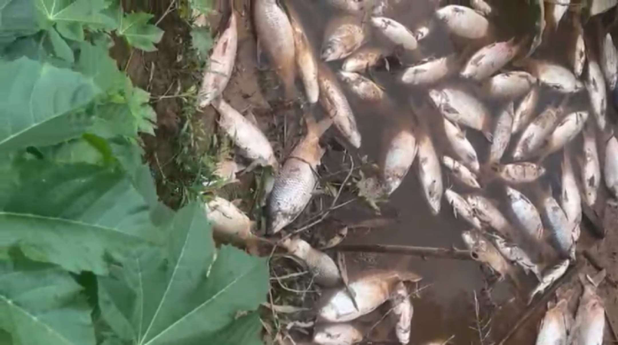 Mortes de peixes no Rio das Velhas assustam moradores